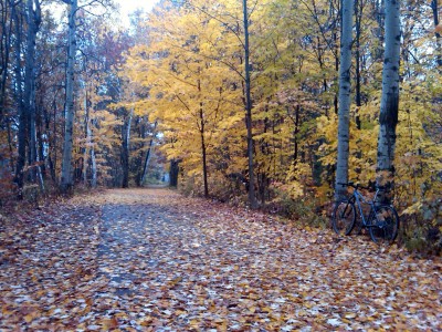 The last of the fall color - an alley of yellow.