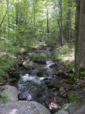 Creek on Piney Woods Rd.